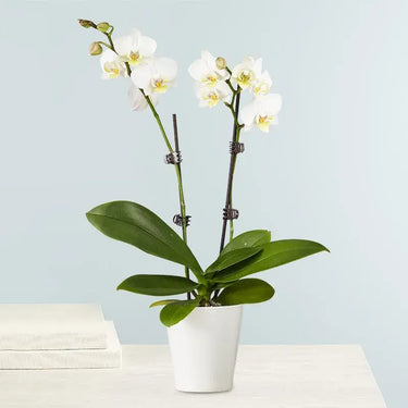 Phalaenopsis Orchid Plant - Double Stem White Orchid Plant in Pot